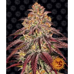 Mimosa x Orange Punch Auto Feminised Seeds Mimosa x Orange Punch Auto Feminised Seeds