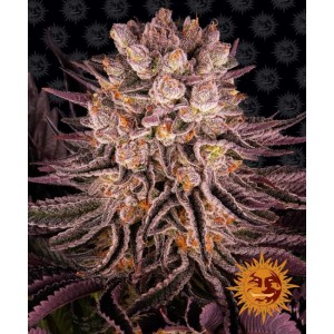 Mimosa x Orange Punch Feminised Seeds Mimosa x Orange Punch Feminised Seeds