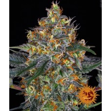 Moby Dick Auto Feminised Seeds Moby Dick Auto Feminised Seeds