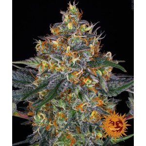 Moby Dick Auto Feminised Seeds Moby Dick Auto Feminised Seeds