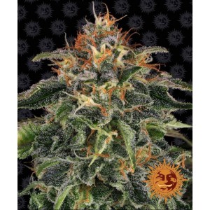 Moby Dick Feminised Seeds Moby Dick Feminised Seeds