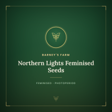 Northern Lights Feminised Seeds Northern Lights Feminised Seeds