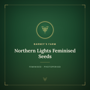 Northern Lights Feminised Seeds Northern Lights Feminised Seeds