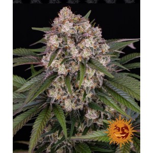 OG Kush Auto Feminised Seeds OG Kush Auto Feminised Seeds