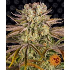 Pineapple Express Feminised Seeds Pineapple Express Feminised Seeds
