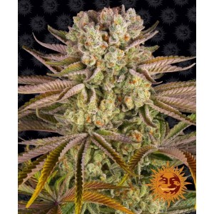 Pineapple Express Feminised Seeds