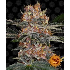 Purple Punch Auto Feminised Seeds Purple Punch Auto Feminised Seeds