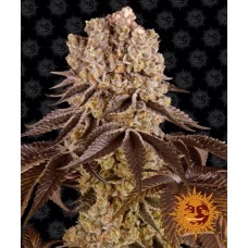 Purple Punch Feminised Seeds Purple Punch Feminised Seeds