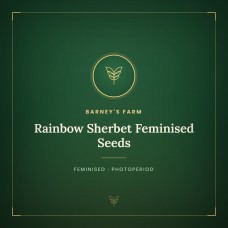 Rainbow Sherbet Feminised Seeds Rainbow Sherbet Feminised Seeds