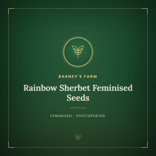 Rainbow Sherbet Feminised Seeds Rainbow Sherbet Feminised Seeds
