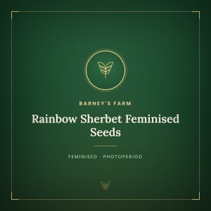 Rainbow Sherbet Feminised Seeds Rainbow Sherbet Feminised Seeds