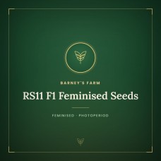 RS11 F1 Feminised Seeds RS11 F1 Feminised Seeds