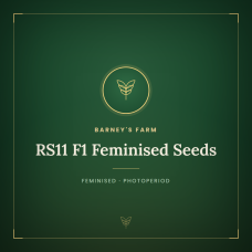 RS11 F1 Feminised Seeds RS11 F1 Feminised Seeds