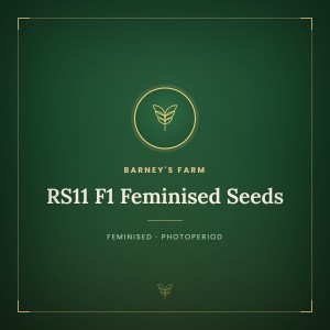 RS11 F1 Feminised Seeds
