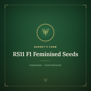RS11 F1 Feminised Seeds RS11 F1 Feminised Seeds