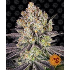 Runtz Feminised Seeds Runtz Feminised Seeds