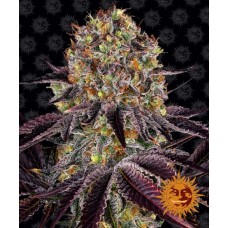 Runtz x Layer Cake Feminised Seeds Runtz x Layer Cake Feminised Seeds