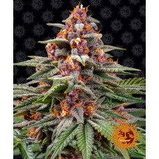 Runtz Auto Feminised Seeds Runtz Auto Feminised Seeds