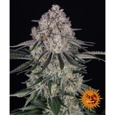 Sour Diesel Auto Feminised Seeds Sour Diesel Auto Feminised Seeds