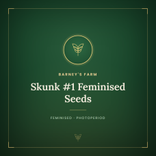 Skunk #1 Feminised Seeds Skunk #1 Feminised Seeds
