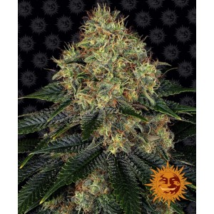 Skywalker OG Auto Feminised Seeds Skywalker OG Auto Feminised Seeds