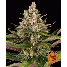 Sour Strawberry Feminised Seeds Sour Strawberry Feminised Seeds