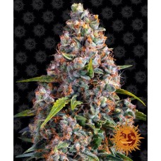 Strawberry Cheesecake Auto Feminised Seeds Strawberry Cheesecake Auto Feminised Seeds