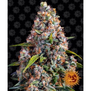 Strawberry Cheesecake Auto Feminised Seeds Strawberry Cheesecake Auto Feminised Seeds