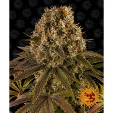 Strawberry Lemonade Feminised Seeds Strawberry Lemonade Feminised Seeds