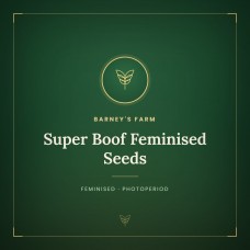 Super Boof Feminised Seeds Super Boof Feminised Seeds