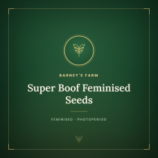 Super Boof Feminised Seeds Super Boof Feminised Seeds