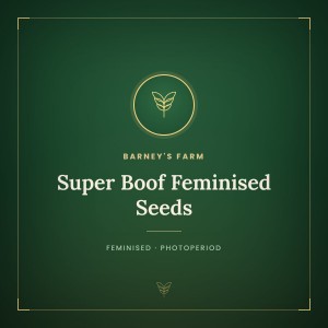 Super Boof Feminised Seeds Super Boof Feminised Seeds