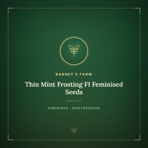 Thin Mint Frosting F1 Feminised Seeds Thin Mint Frosting F1 Feminised Seeds