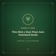 Thin Mint x Sour Pinot Auto Feminised Seeds Thin Mint x Sour Pinot Auto Feminised Seeds