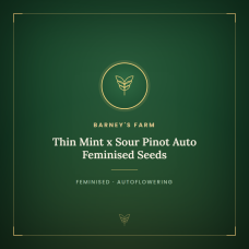 Thin Mint x Sour Pinot Auto Feminised Seeds Thin Mint x Sour Pinot Auto Feminised Seeds