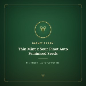 Thin Mint x Sour Pinot Auto Feminised Seeds Thin Mint x Sour Pinot Auto Feminised Seeds