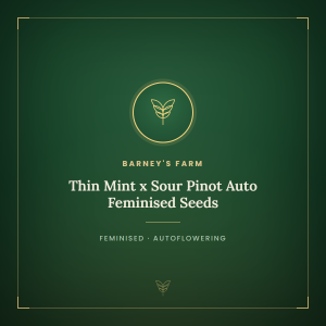 Thin Mint x Sour Pinot Auto Feminised Seeds Thin Mint x Sour Pinot Auto Feminised Seeds
