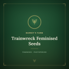 Trainwreck Feminised Seeds Trainwreck Feminised Seeds