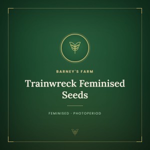 Trainwreck Feminised Seeds Trainwreck Feminised Seeds