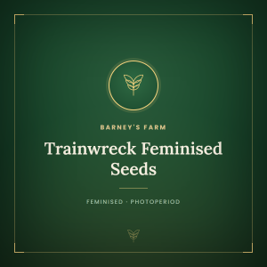 Trainwreck Feminised Seeds Trainwreck Feminised Seeds