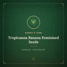 Tropicanna Banana Feminised Seeds Tropicanna Banana Feminised Seeds