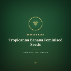 Tropicanna Banana Feminised Seeds Tropicanna Banana Feminised Seeds