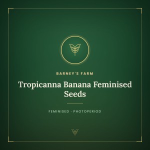 Tropicanna Banana Feminised Seeds