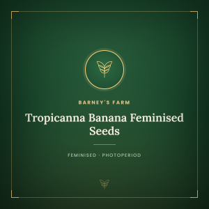 Tropicanna Banana Feminised Seeds Tropicanna Banana Feminised Seeds