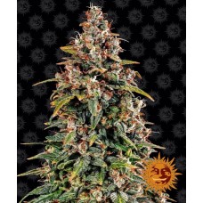 Watermelon Zkittlez Auto Feminised Seeds Watermelon Zkittlez Auto Feminised Seeds