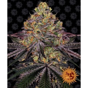 Watermelon Zkittlez Feminised Seeds Watermelon Zkittlez Feminised Seeds