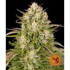 Wedding Cake Auto Feminised Seeds Wedding Cake Auto Feminised Seeds