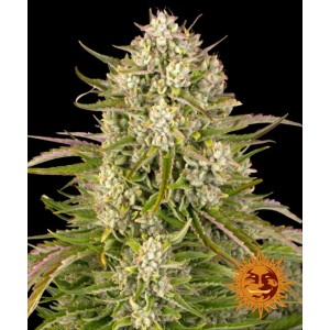 Wedding Cake Auto Feminised Seeds