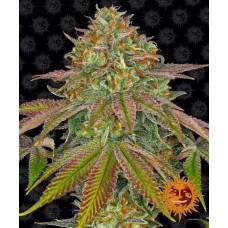 Wedding Cake Feminised Seeds Wedding Cake Feminised Seeds