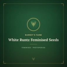 White Runtz Feminised Seeds White Runtz Feminised Seeds
